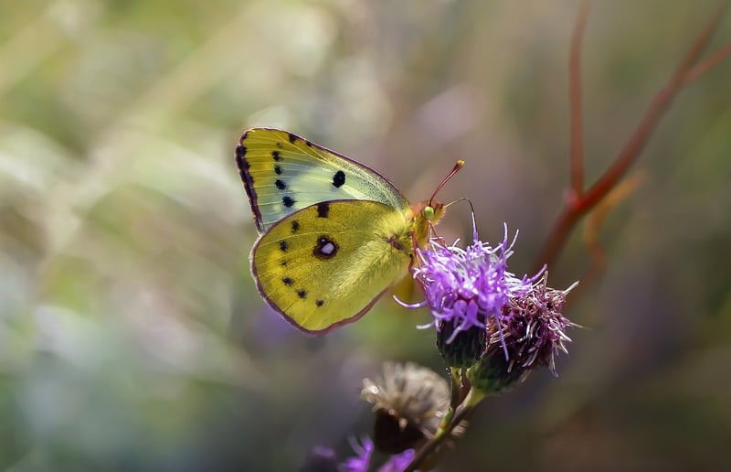 Butterfly Effects